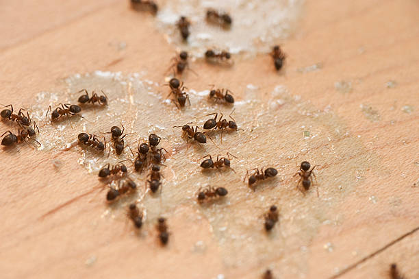 Best Pest Control Near Me  in Shadeland, IN